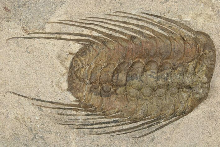 Spiny Selenopeltis Trilobite - Erfoud, Morocco #190984